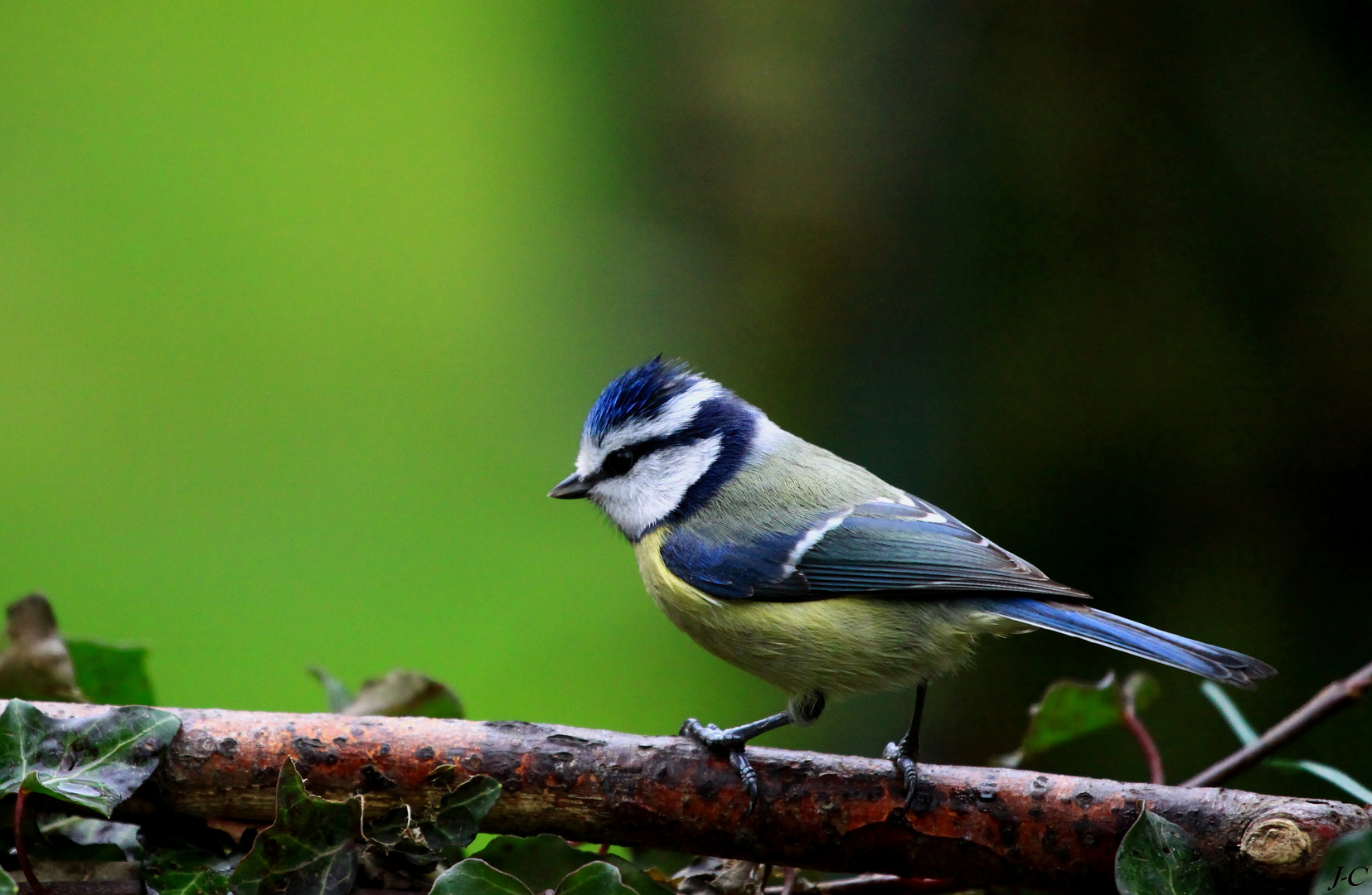 " La petite bleue "