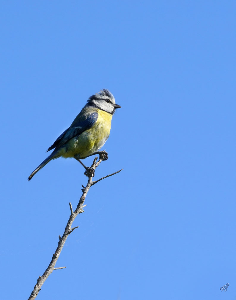 La petite bleue