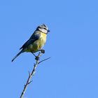 La petite bleue