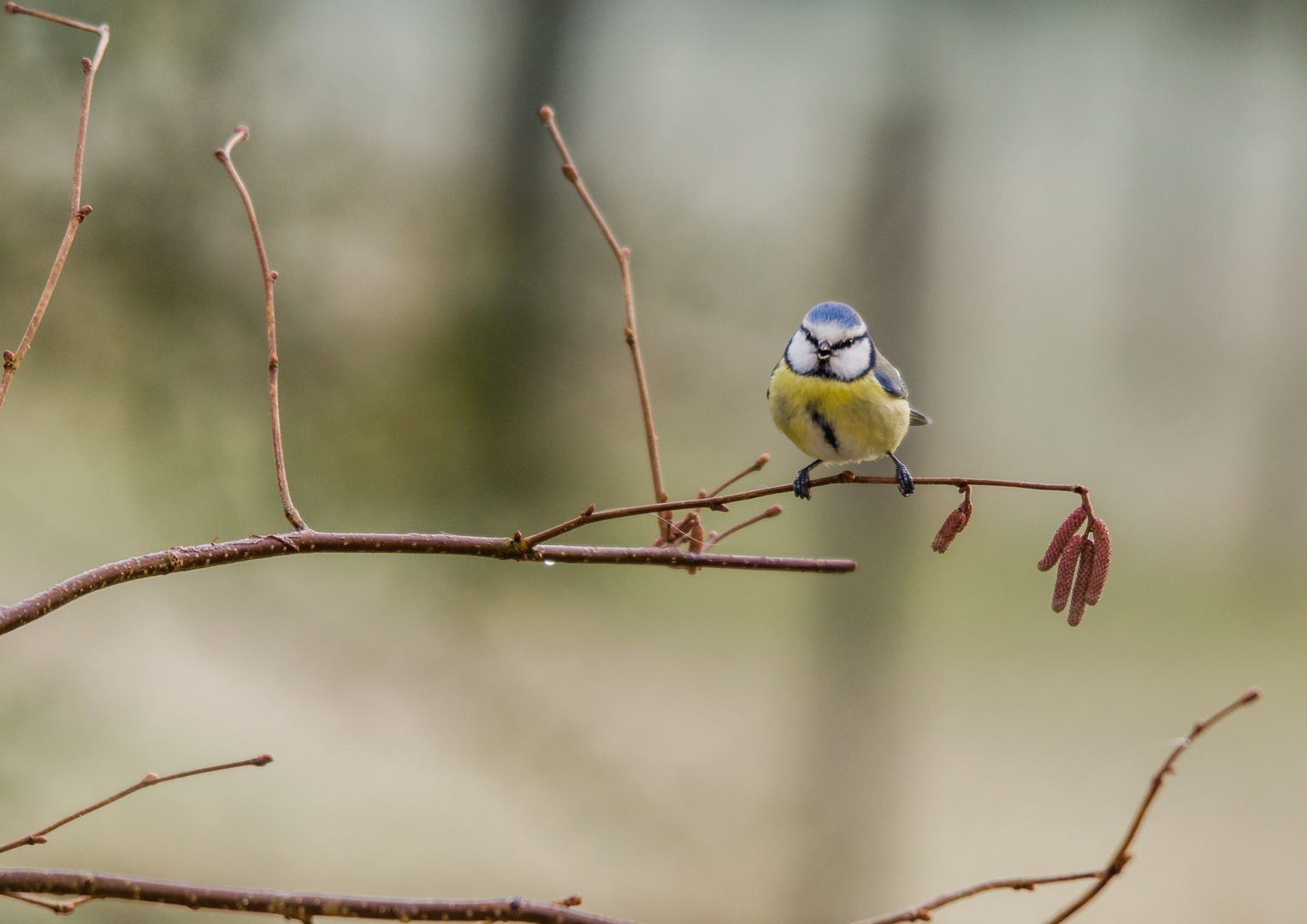 la petite bleue