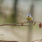 la petite bleue