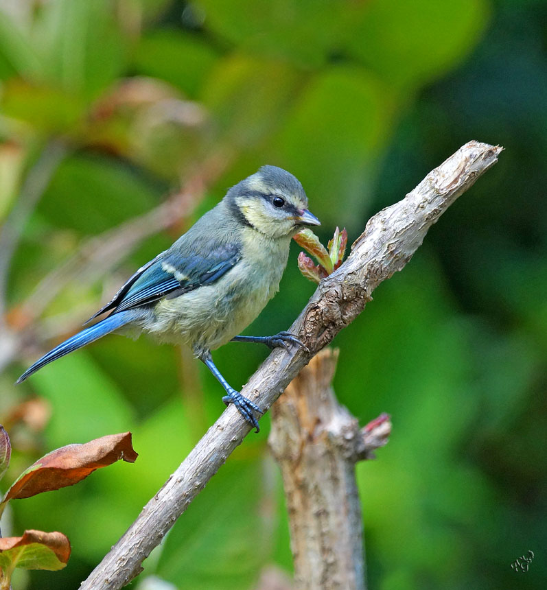 la petite bleue de passage au jardin