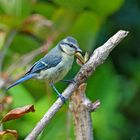 la petite bleue de passage au jardin