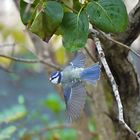 La petite bleue en vol .....