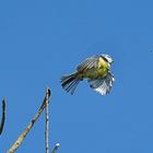 La petite bleue prête à gober l'insecte au vol ....