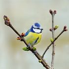 La petite bleue sur la branche de lilas...