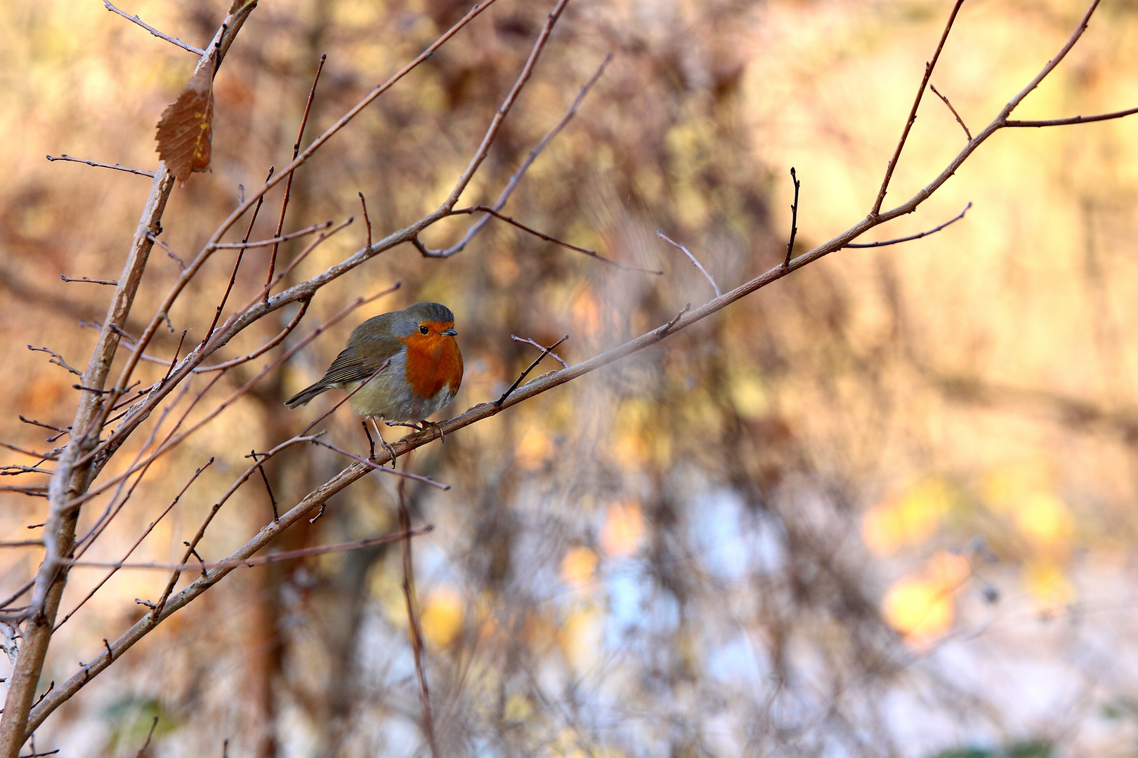 la petite boule de plumes