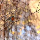 la petite boule de plumes