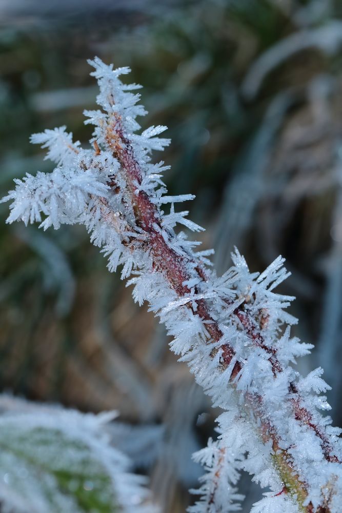 la petite branche de cristaux