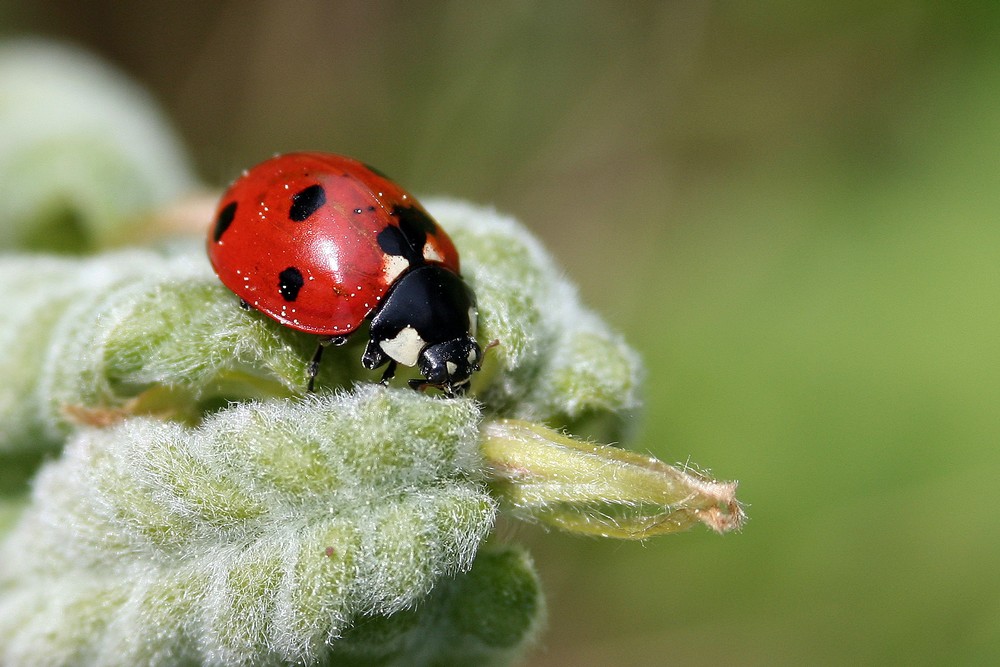 la petite bête Image & Photo de ragon de Concours Coccinelles Photographie (15666533