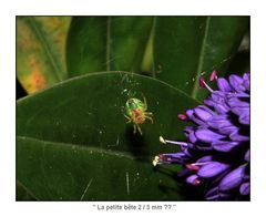 " La petite bête qui monte 2/3 mm ?? "