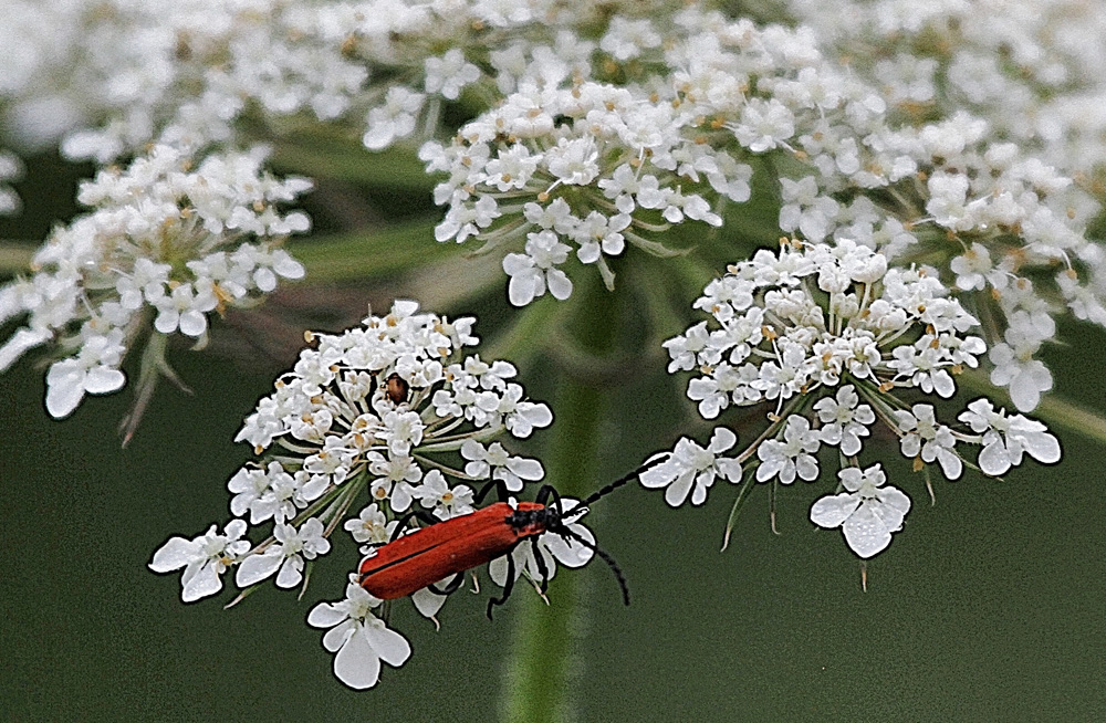 la petite bête rouge !