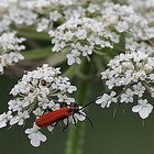 la petite bête rouge !