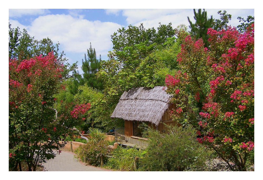 la petite cabane