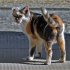 la petite  chatte à l " oreille cassée "....