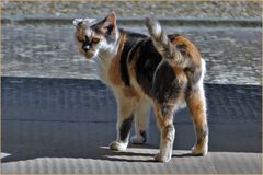 la petite  chatte à l " oreille cassée "....