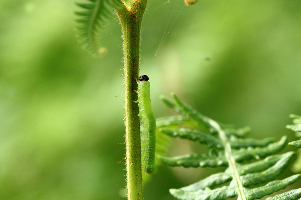 la petite chenille !