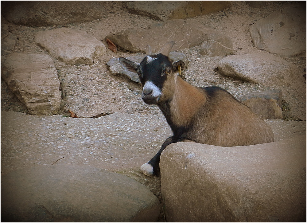 la petite chèvre