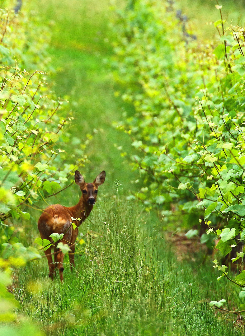 la petite chevrette