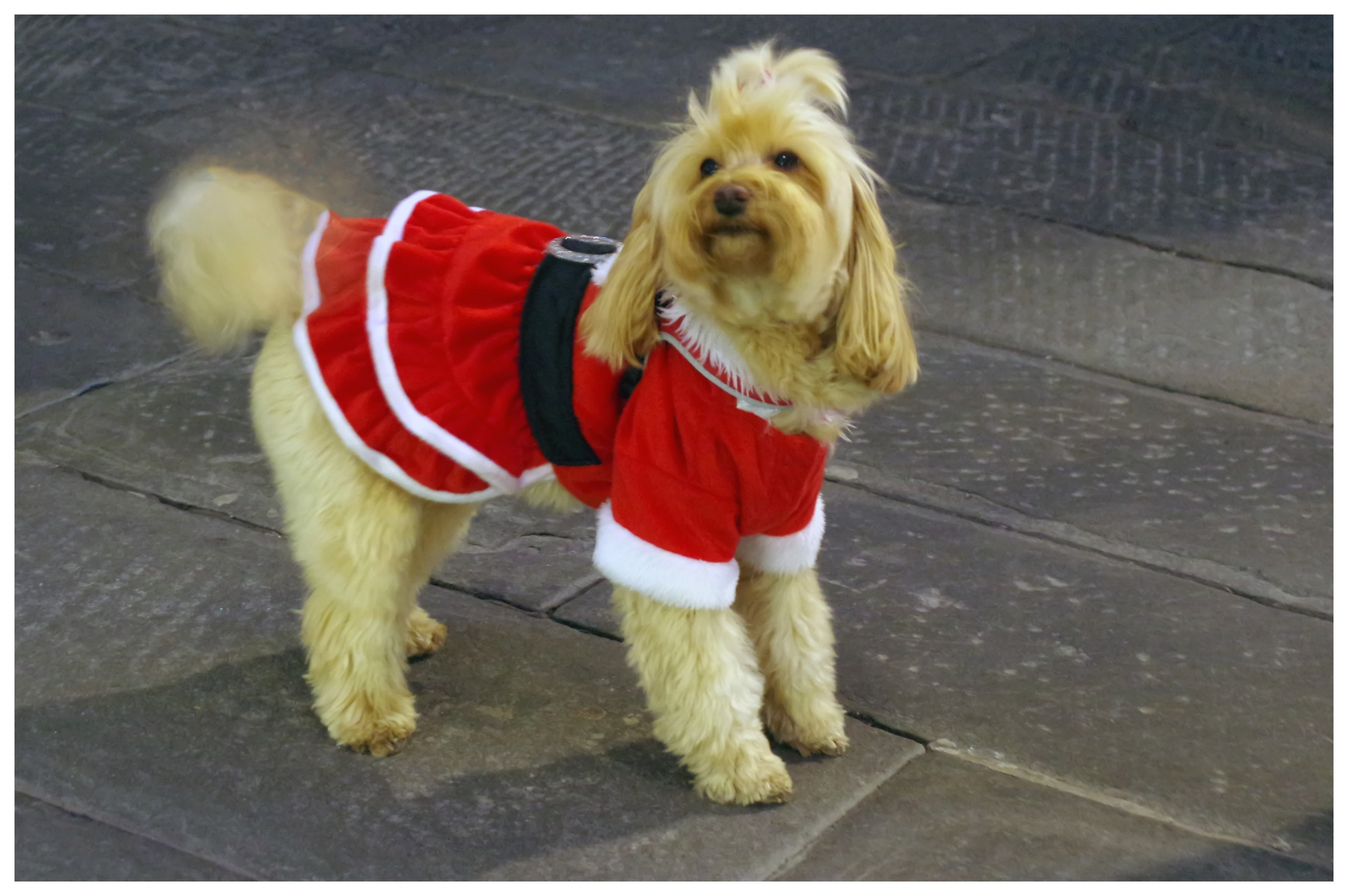 la petite chienne du père noël....