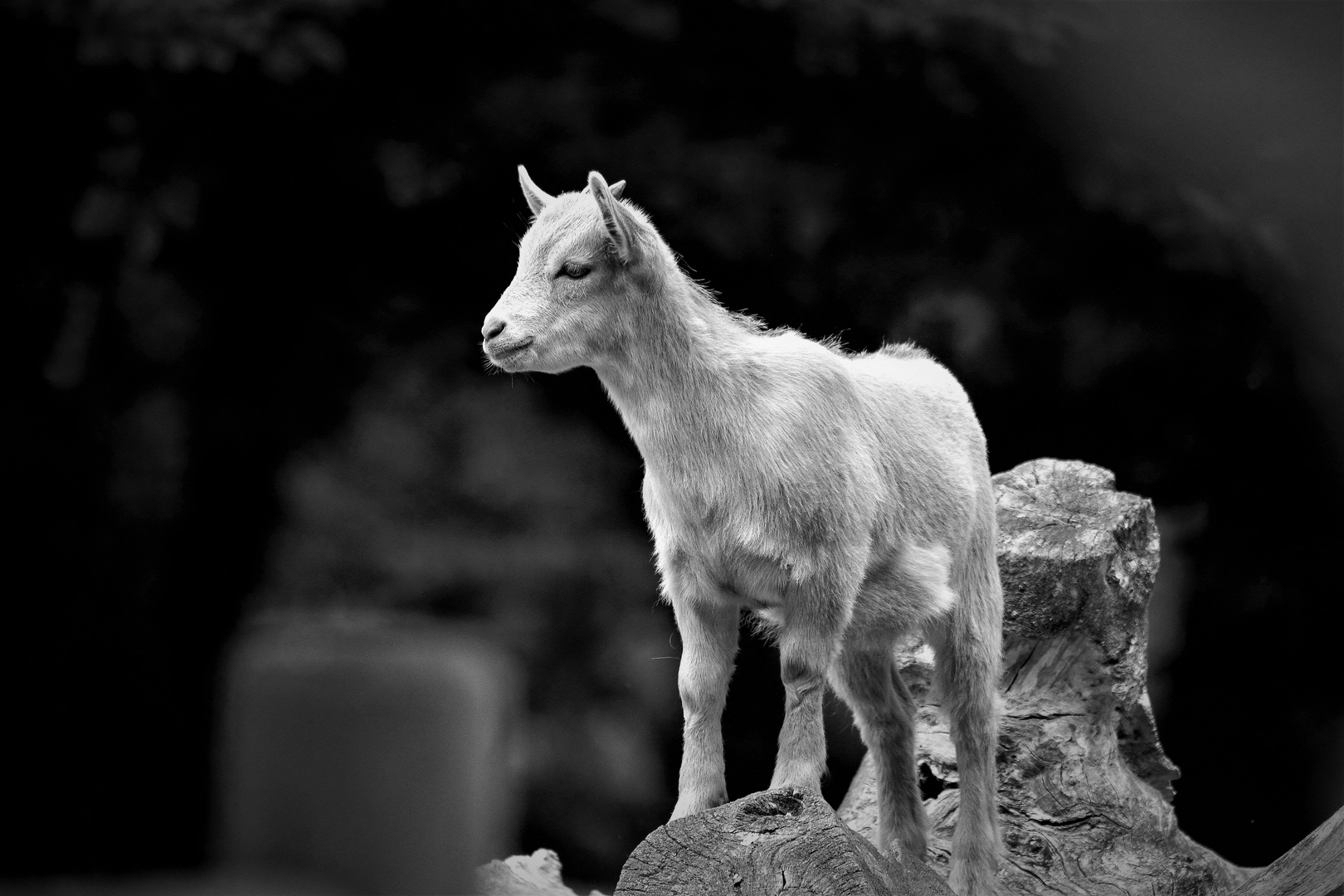 LA PETITE CHÈVRE 