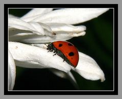 " La petite coccinelle "