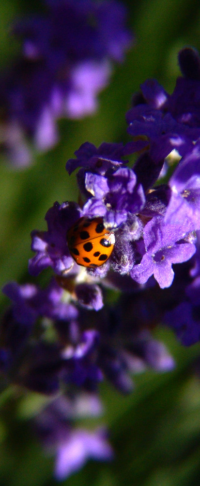 la petite coccinelle dans la lavande