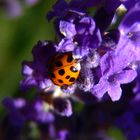 la petite coccinelle dans la lavande