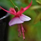 ~~ La petite danseuse de mon jardin...~~