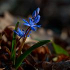 La petite étoile bleue du printemps
