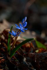 La petite étoile bleue du printemps