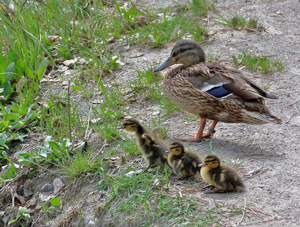 *la petite famille*