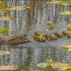 La petite famille