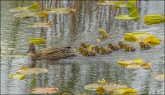 La petite famille