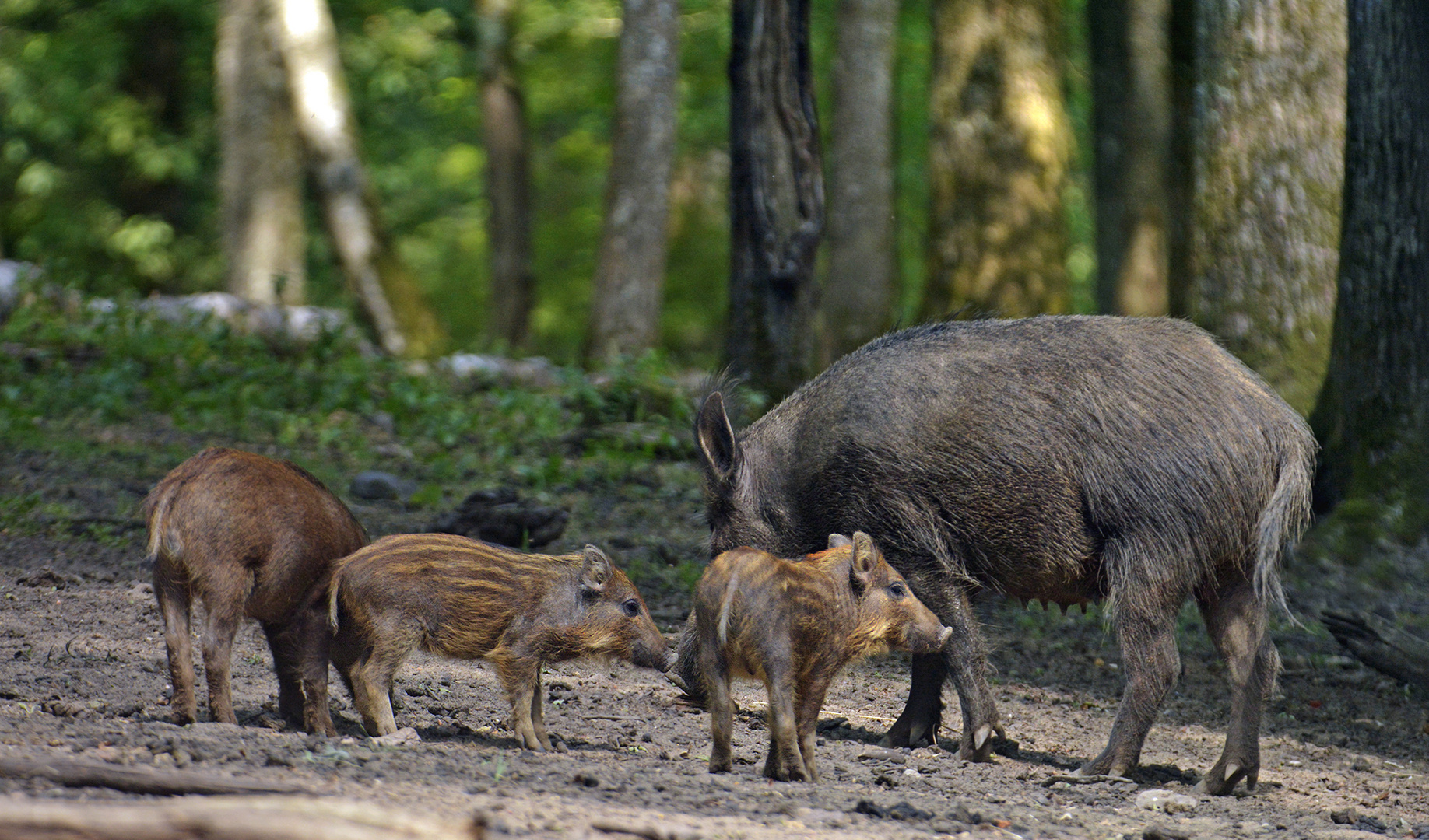 La petite famille.