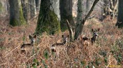 La petite famille