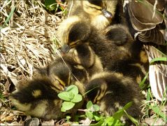 * la petite famille *