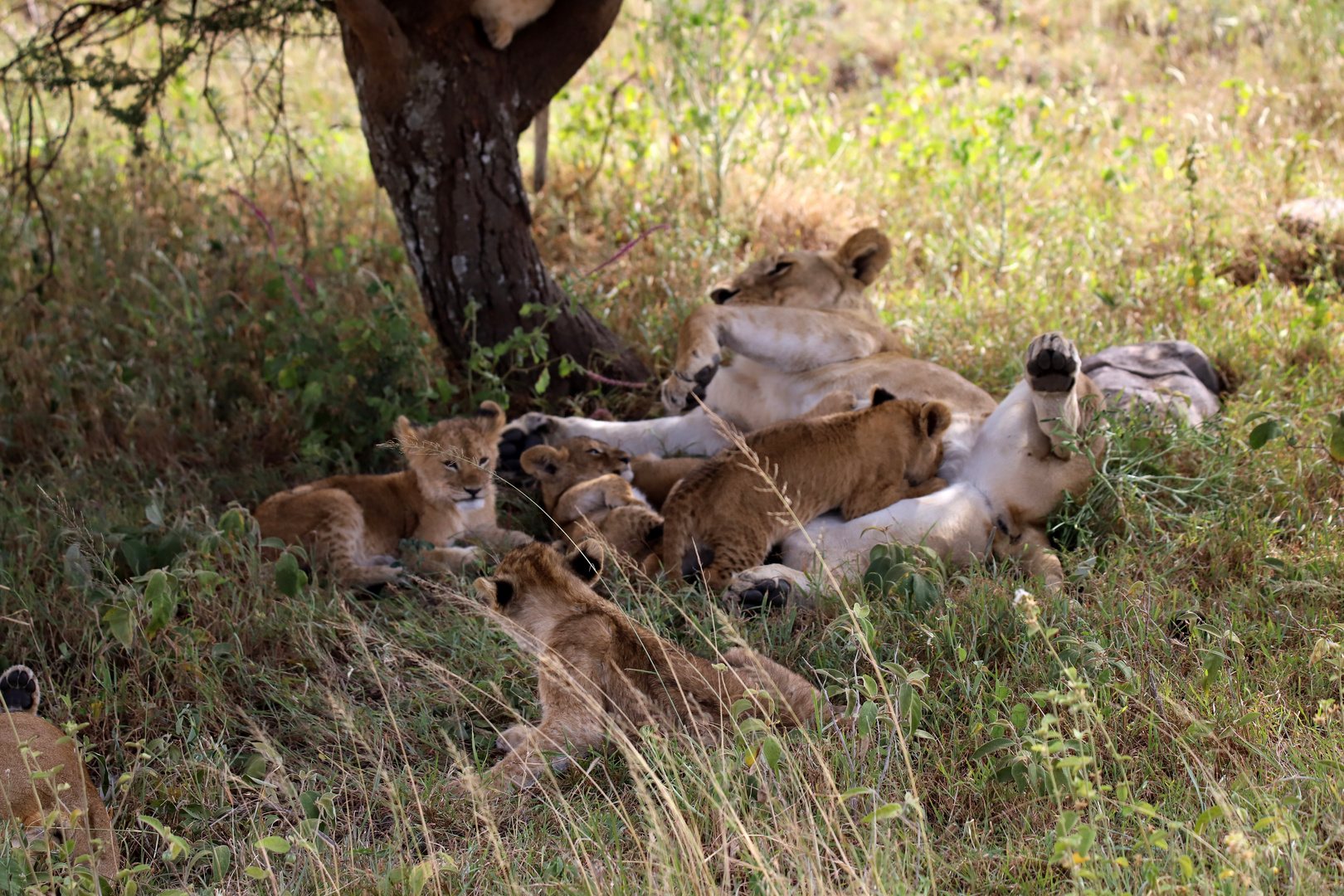 la petite famille 2