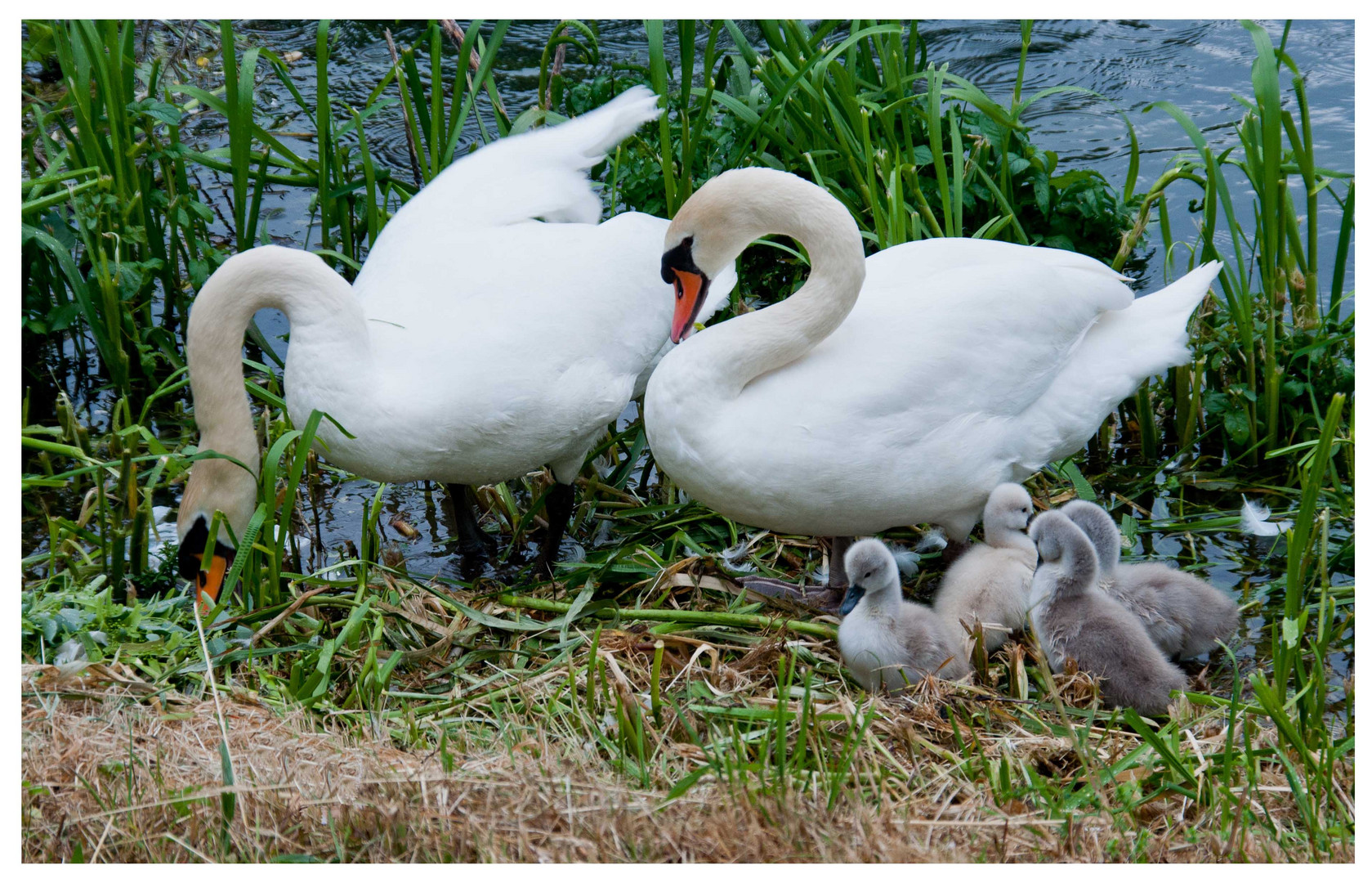 La petite famille.....