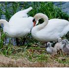 La petite famille.....