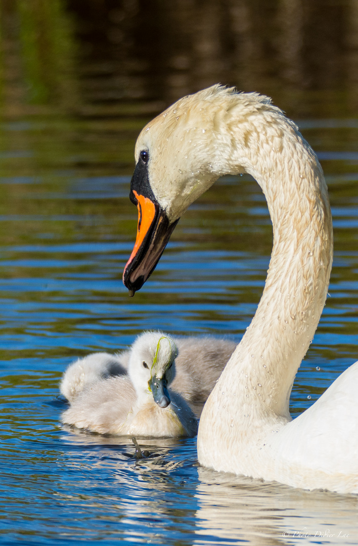 la petite famille 