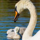 la petite famille 