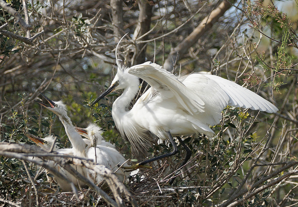 La petite famille Aigrette ....