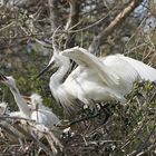 La petite famille Aigrette ....