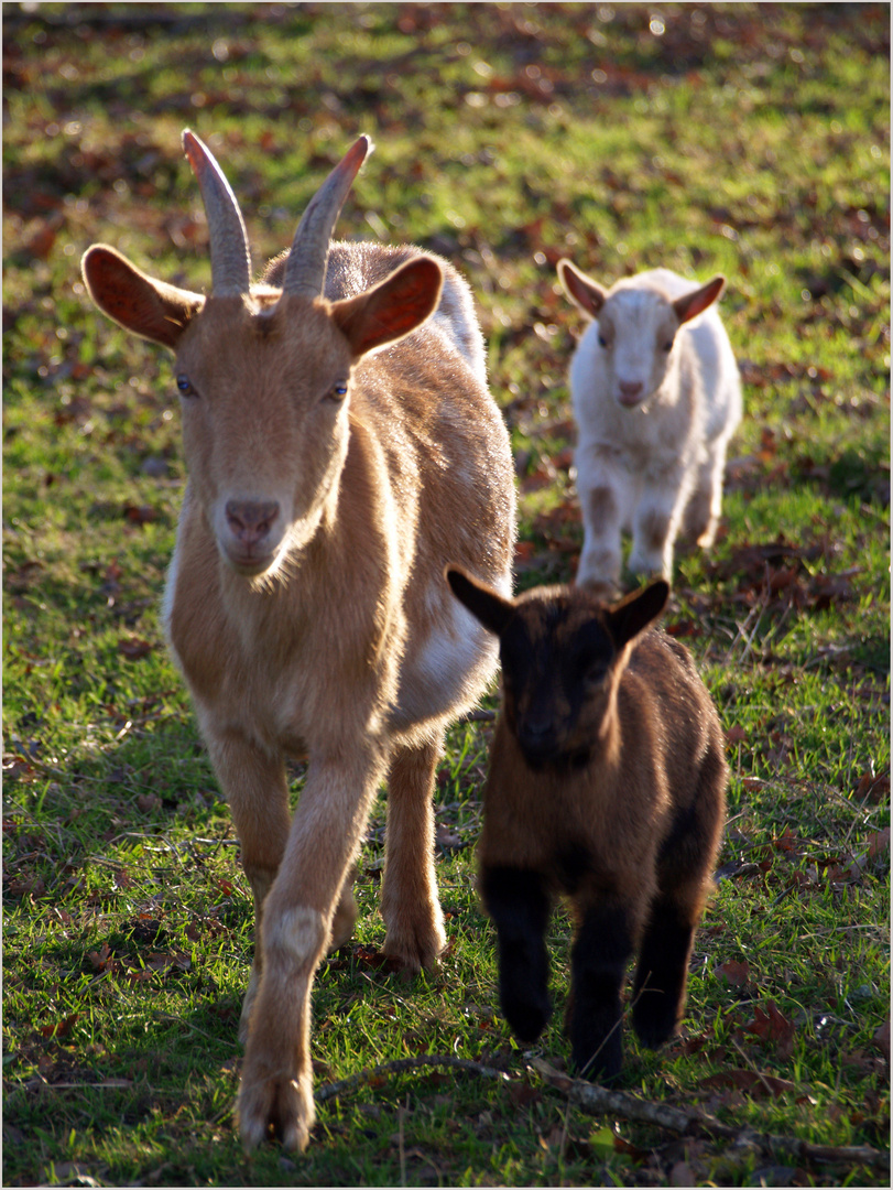 La petite famille du pré voisin