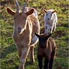 La petite famille du pré voisin