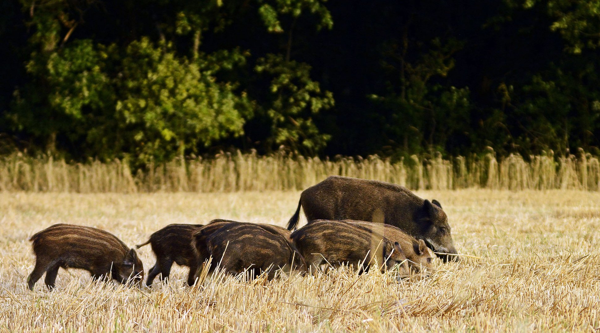 La petite famille.