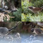 La petite famille Fauvette Mélanocéphale était de retour ce matin