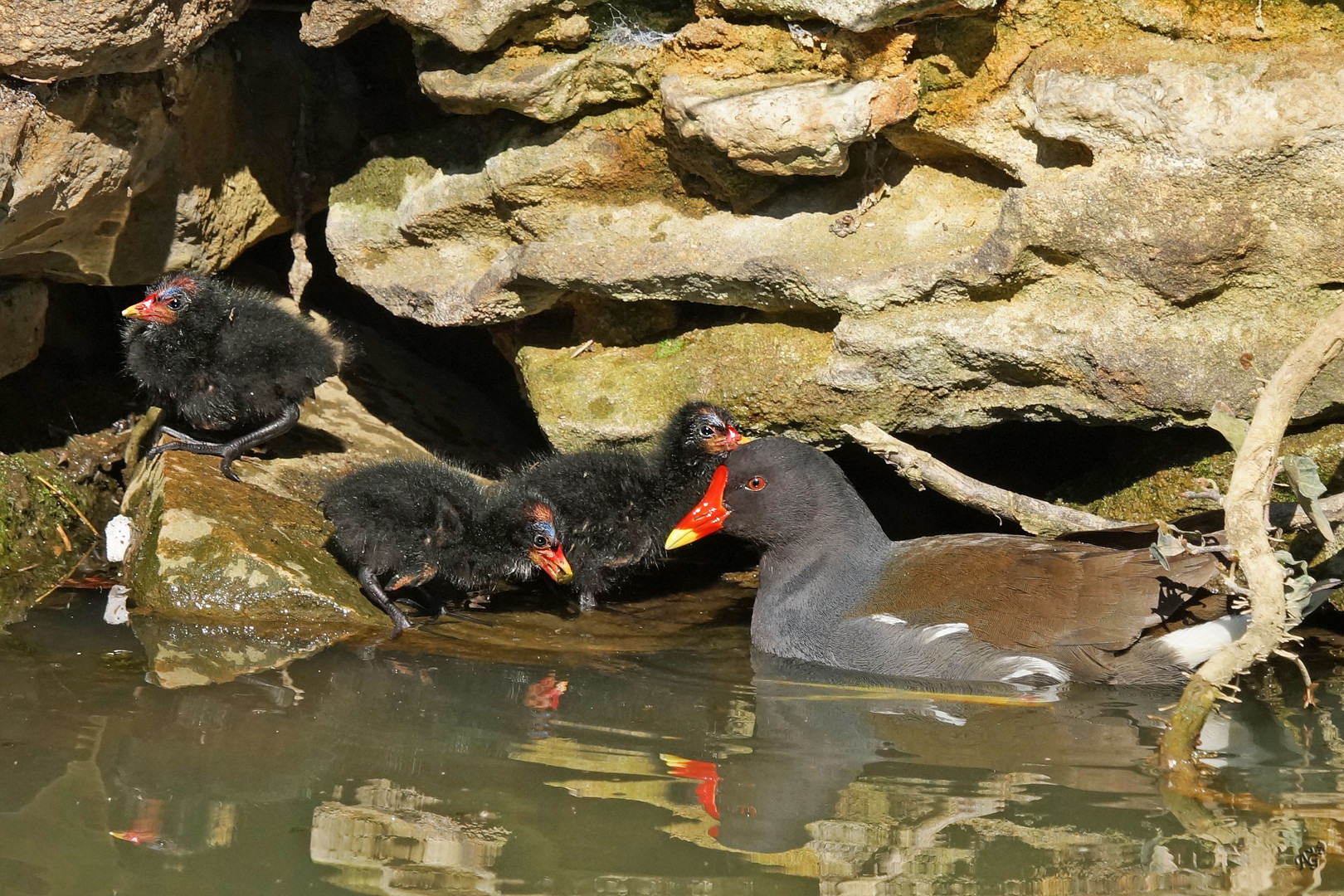 La petite famille poules d'eau ...