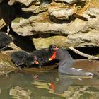 La petite famille poules d'eau ...